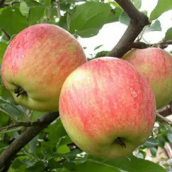 Яблоня Целесте (Malus domestica 'Celeste')