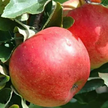 Яблоня Теремок (Malus domestica 'Teremok')