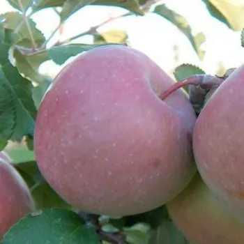 Яблоня 'Тоширо Фуджи' (Malus 'Toshiro Fudji')