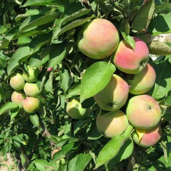 Яблоня Трайдент колоновидная (Malus domestica Borkh.)