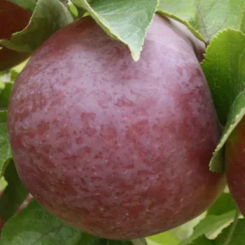 Яблоня 'Вильямс Прайд' (Malus domestica 'William's Pride')