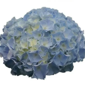 Гортензия крупнолистная Coquin Blue