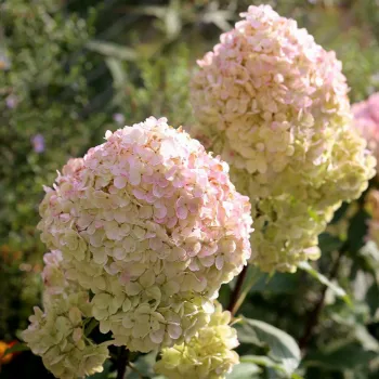 Гортензия метельчатая 'Меджикал Свит Саммер' (Hydrangea paniculata 'Magical Sweet Summer')