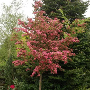 Боярышник обыкновенный Паул Скарлет (штамб) (Crataegus laevigata 'Paul's Scarlet')