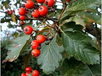 Горобина скандинавська (Sorbus scandica L.) мультиштамб