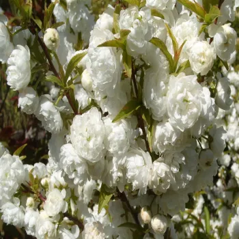 Сакура залозиста 'Rosea Рlena' (штамб) (Prunus glandulosa 'Rosea Рlena')