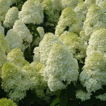 Гортензия метельчатая 'Полярный медведь' (Hydrangea paniculata 'Polar Bear')