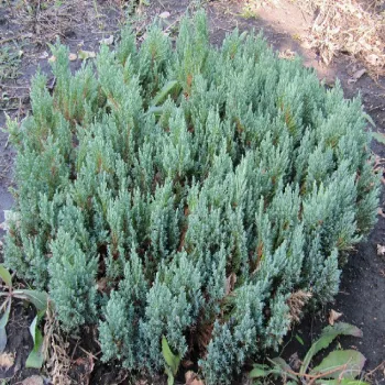 Ялівець горизонтальний 'Блю Форест' (Juniperus horizontalis 'Blue Forest')