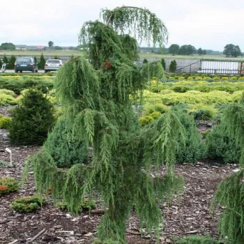 Ялівець звичайний 'Хорстманн' (Juniperus communis 'Horstmann')