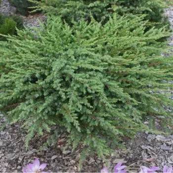 Ялівець прибережний 'Шлягер' (Juniperus conferta 'Schlager')