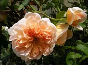 Роза английская 'Ти Клипер' (Rosa 'Tea Klipper')