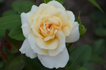 Троянда флорибунда 'Лайонз Роуз' (Rosa 'Lions Rose')