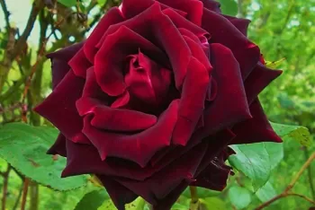 Троянда чайно-гібридна 'Папа Мейян' (Rosa 'Papa Meilland')