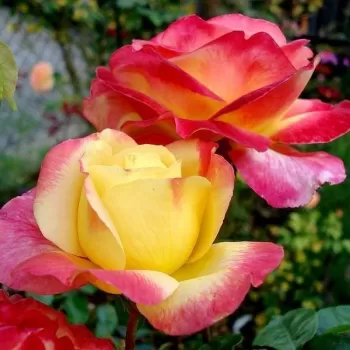 Троянда чайно-гібридна 'Пульман Оріент Експрес' (Rosa 'Pullman Orient Express')
