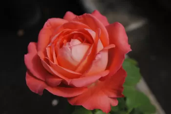 Троянда чайно-гібридна 'Кенегін Дер Розен' (Rosa 'Konigin der Rosen')