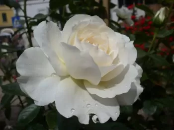 Троянда англійська 'Бьянка' (Rosa 'Bianca')