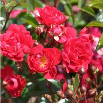 Троянда поліантова 'Рот зе Фейрі' (Rosa polyantha 'Rote The Fair')