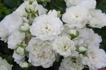 Троянда поліантова грунтопокривна 'Вайт Фейрі' (Rosa polyantha 'White Fairy')