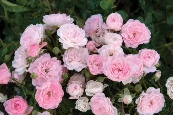 Троянда поліантова 'Зе Фейрі' (Rosa polyantha 'The Fairy')