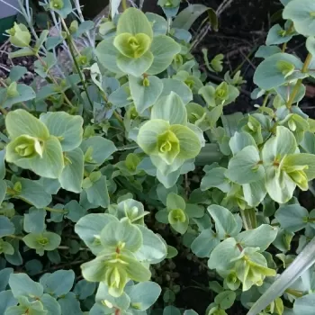 Орегано Кент Бьюти (Origanum Rotundifolia 'Kent Beauty' )