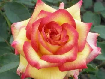 Роза чайно-гибридная Ambiance (Rosa 'Ambiance')