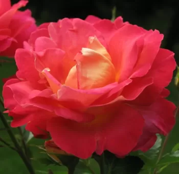 Роза плетистая Декор Арлекин (Rosa 'Decor Arlequin')