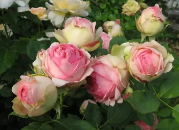 Троянда Ферст Леді (Rosa 'First Lady')