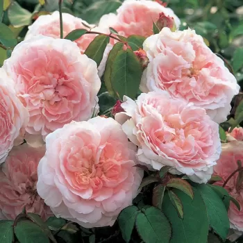 Троянда англійська Місс Еліс (Rosa 'Miss Alice')