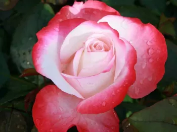 Роза чайно-гибридная Ред Ностальджи (Rosa 'Red Nostalgie')