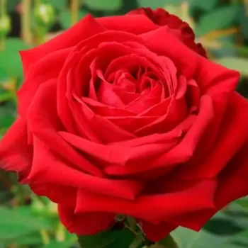 Троянда чайно-гібридна Софія Лорен (Rose 'Sophia Loren')