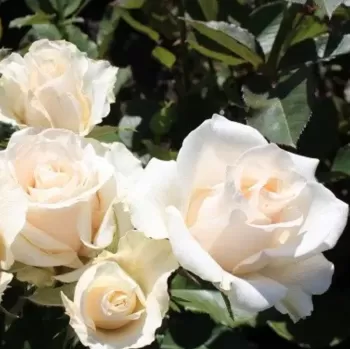 Троянда чайно-гібридна Талеа (Rose 'Talea')