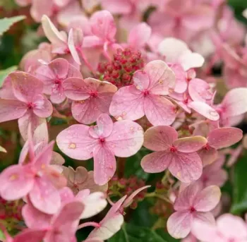 Гортензия метельчатая 'Полистар' (Hydrangea paniculata 'Polistar')
