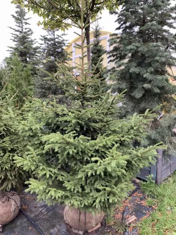 Ель обыкновенная (европейская) (Picea abies)