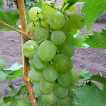 Виноград 'Билли' (Vitis vinifera L.)