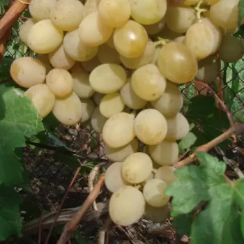 Виноград 'Розовая Дымка' (Vitis vinifera L.)