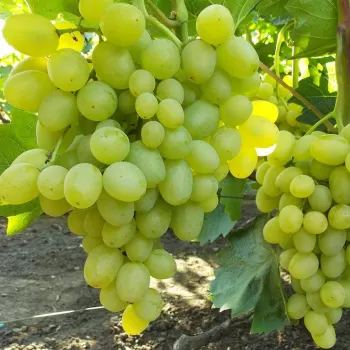Виноград 'Супер Экстра' (Vitis vinifera L.)