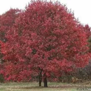 Дуб червоний (Quercus rubra L.)