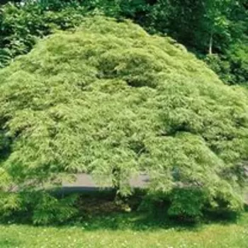 Клен пальмолисний 'Осаказукі' (Acer palmatum 'Osakazuki')