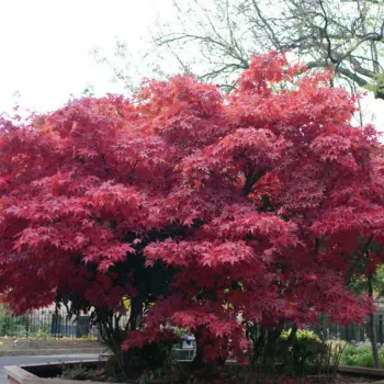 Клен японский красный 'Atropurpureum' (Acer palmatum 'Atropurpureum')