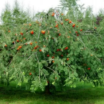 Рябина обыкновенная Плакучая (Sorbus aucuparia 'Pendula')