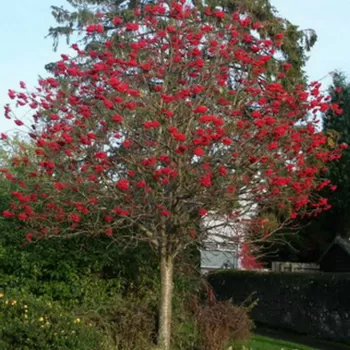 Горобина звичайна (Sorbus aucuparia L.)