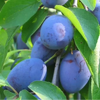 Слива 'Блюфрі' (Prunus domestica 'Bluefre')