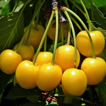 Черешня 'Дрогана' Желтая (Prunus avium 'Drogana')