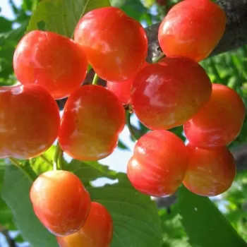 Черешня 'Приусадебная' (Prunus avium 'Priusadebnaya')