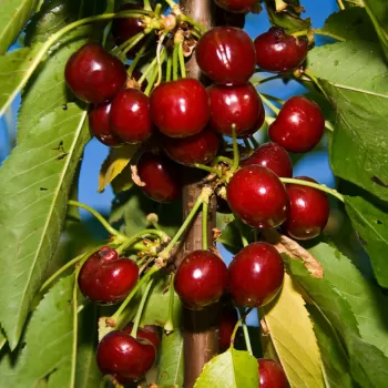 Черешня 'Ярославна' (Prunus avium L.)