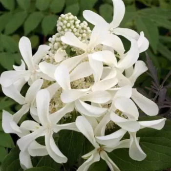 Гортензия метельчатая 'Грейт Стар' (Hydrandea paniculata 'Great Star')