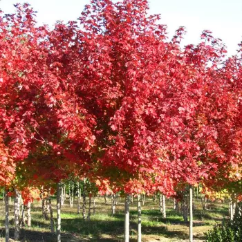 Клен красный 'Брендивайн' (Acer rubrum 'Brandywine')