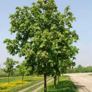 Клен обыкновенный (платановидный) (Acer platanoides)