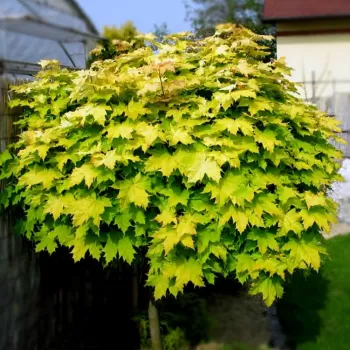 Клен остролистный 'Голден Кинг' (Acer platanoides 'Golden King')