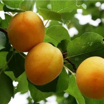 Персик 'Желтый Урожайный' (Prunus persica)